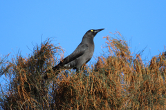 Strepera versicolor melanoptera