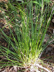 Juncus hesperius
