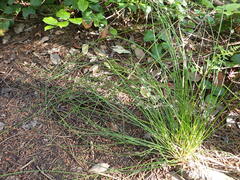 Juncus hesperius