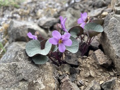 Viola flettii