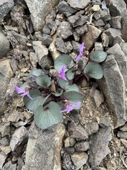 Viola flettii