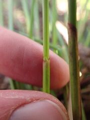 Juncus hesperius