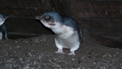 Eudyptula minor albosignata