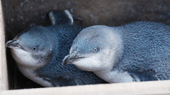 Eudyptula minor albosignata