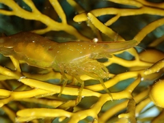 Hippolyte multicolorata