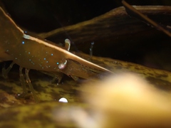 Hippolyte multicolorata