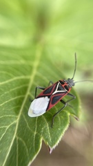 Anochrostomus formosus