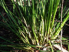 Juncus hesperius