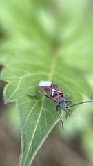 Anochrostomus formosus