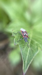 Anochrostomus formosus