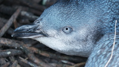 Eudyptula minor albosignata