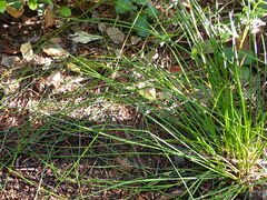 Juncus hesperius