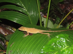 Anolis johnmeyeri