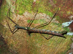 Marmessoidea vinosa