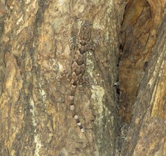 Hemidactylus leschenaultii