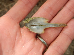 Pteria colymbus