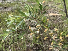 Salix melanopsis