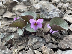 Viola flettii