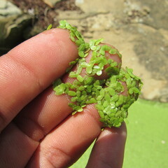 Lemna