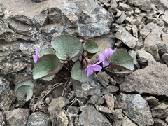 Viola flettii