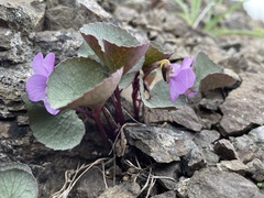Viola flettii