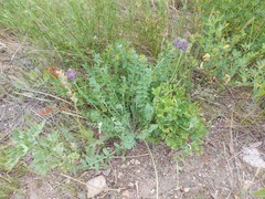 Oxytropis sylvatica