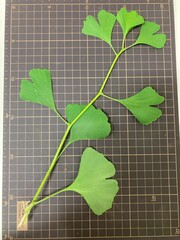Ginkgo biloba