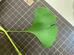 Ginkgo biloba