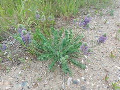 Oxytropis sylvatica