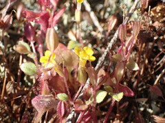 Erythranthe alsinoides