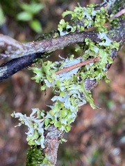 Tuckermanopsis subalpina