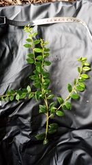 Vaccinium floribundum