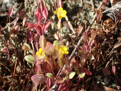 Erythranthe alsinoides