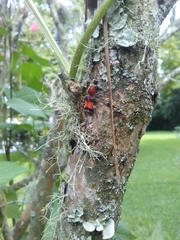 Enoclerus ichneumoneus