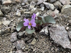 Viola flettii
