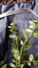 Vaccinium floribundum