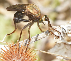 Saropogon combustus