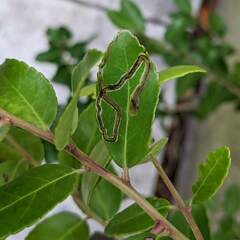 Phytomyza vomitoriae