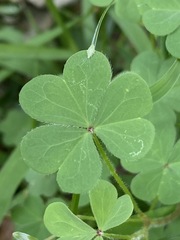 Oxalis dillenii