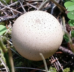 Lycoperdon molle