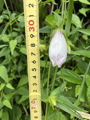 Campanula punctata punctata