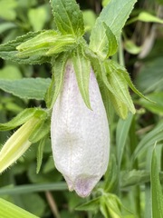 Campanula punctata punctata