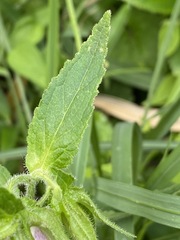 Campanula punctata punctata