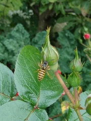 Vespula alascensis
