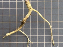 Campanula punctata punctata