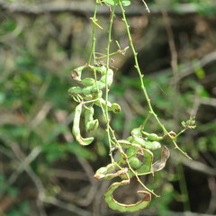 Mimosoideae