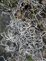 Thamnolia vermicularis