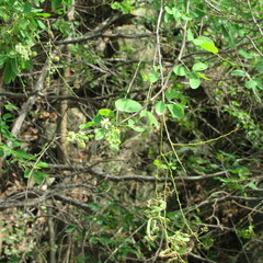 Mimosoideae