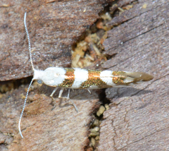 Argyresthia calliphanes