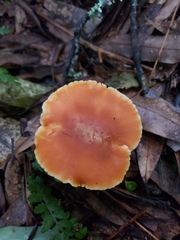 Camarophyllus pratensis gracilis